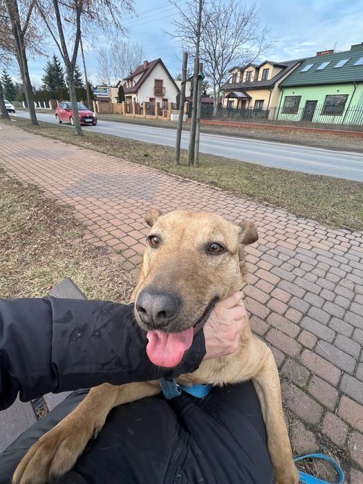 Młodziak-słodziak Arczi szuka domu