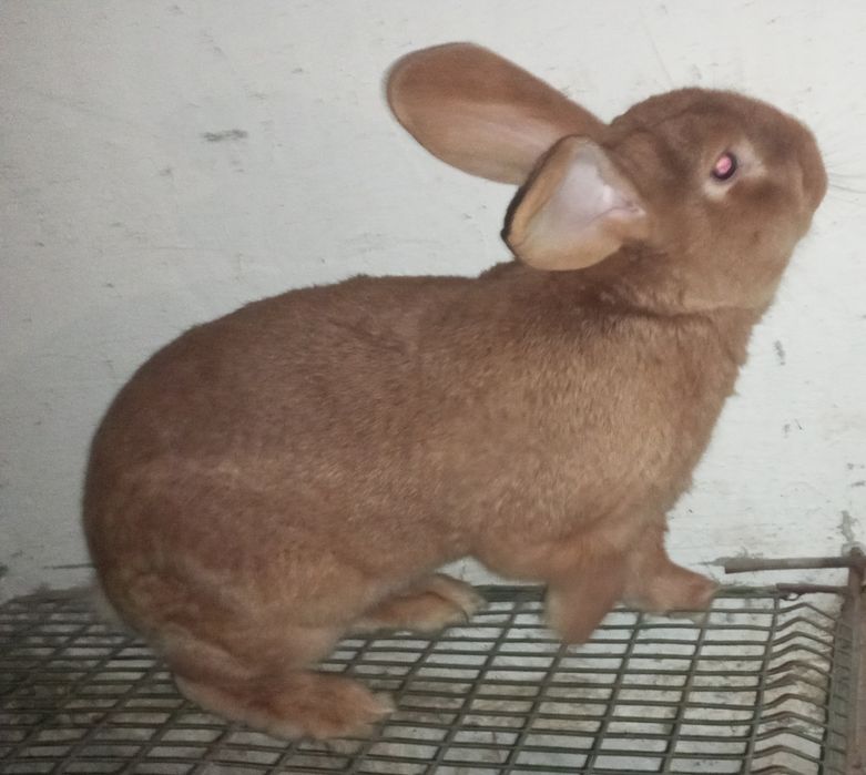 Продам кроля 10 місяців