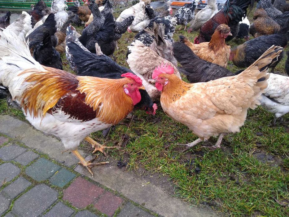 Jaja lęgowe, Barnevelder w 4 kolorach z miksami, wysyłam