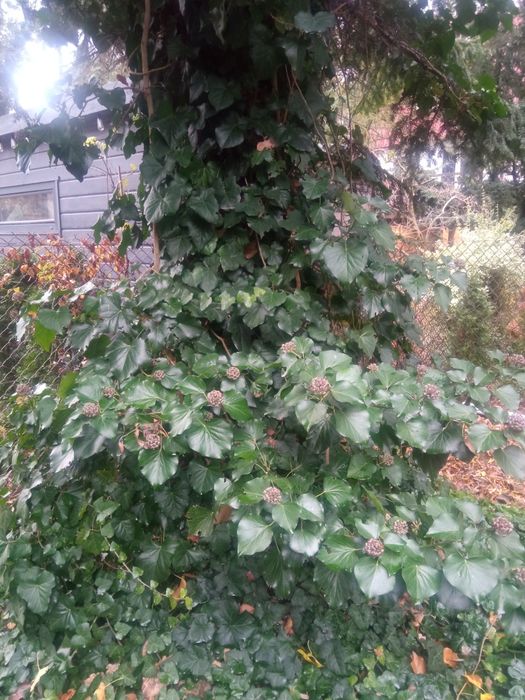 Pędy bluszczu do ukorzenienia