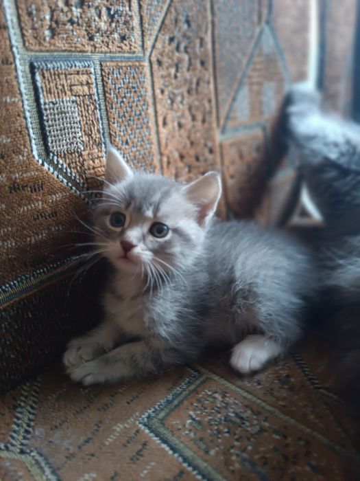 Кошенята в добрі руки