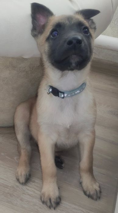 Щенки Бельгийской Овчарки( Malinois)