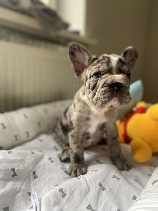 Французский бульдог красуня