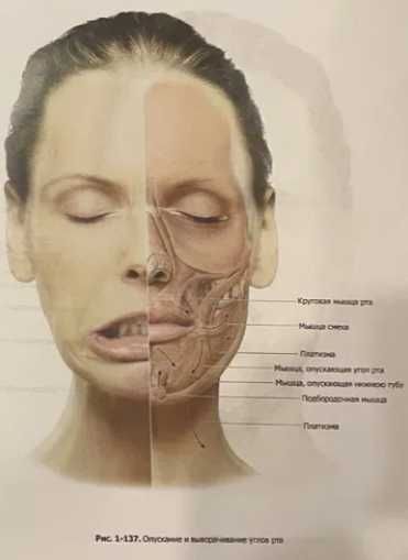 NEW‼️ стоматологічні книги Лицо. Атлас клинической анатомии. 2014