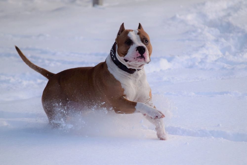 Amstaff ZKwP FCI szczenięta po championach
