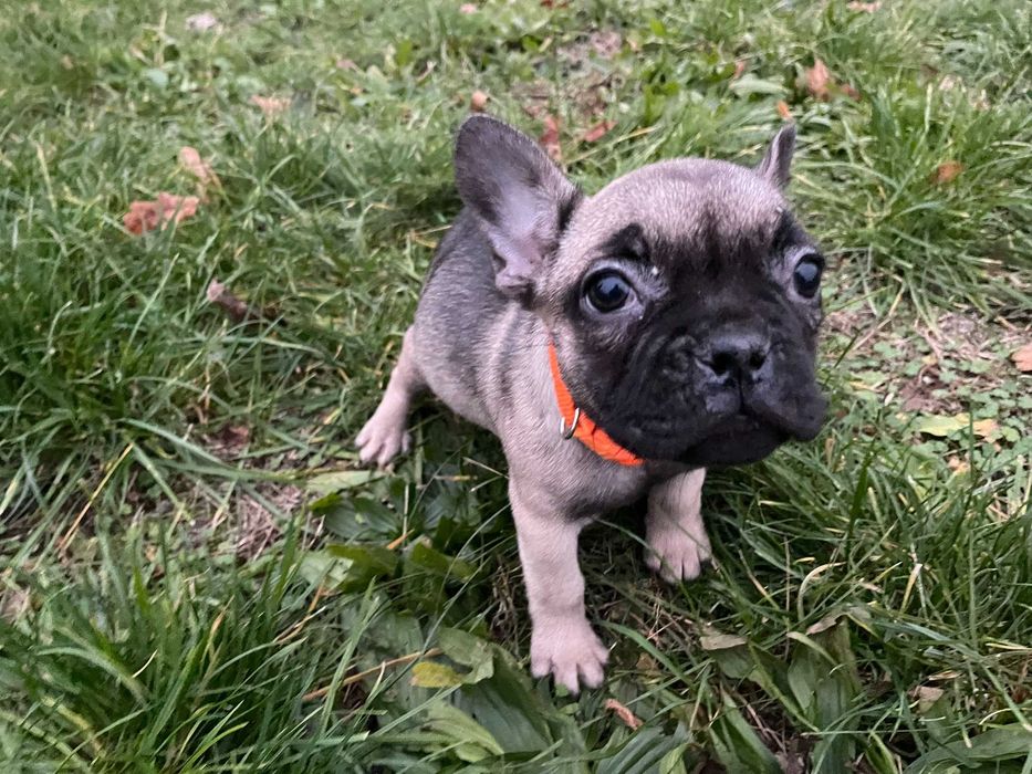 Buldog Francuski, suka, suczka Buldoga Francuskiego nie pies