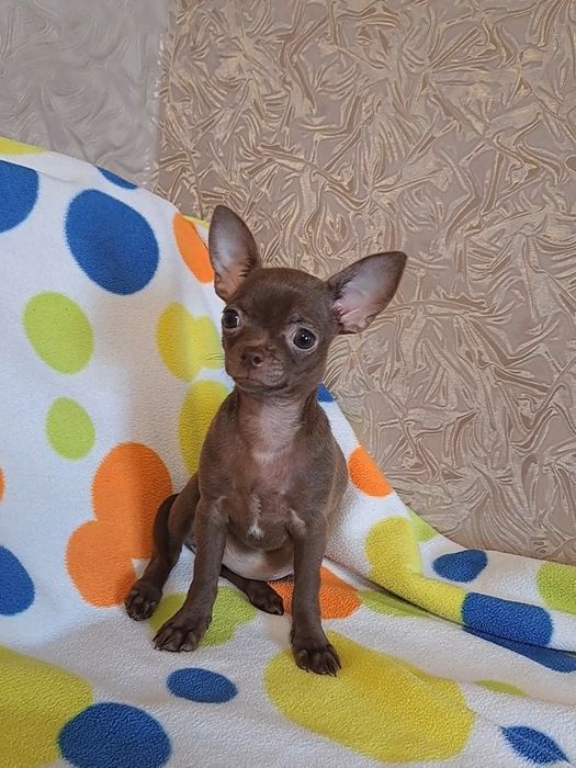 Чишечка малышечка