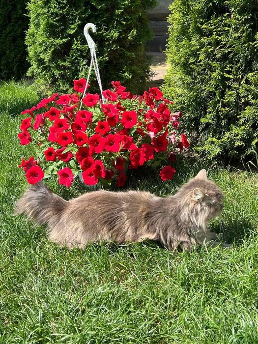 Віддамо чудових кошенят