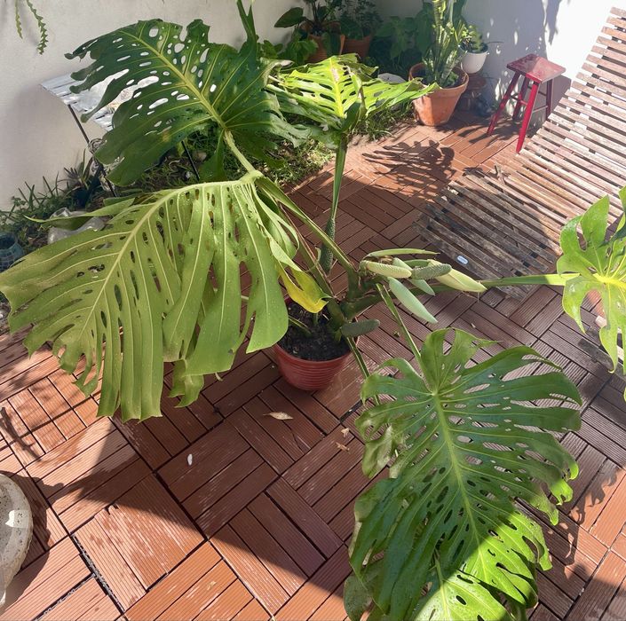 Monstera costela de adão grande
