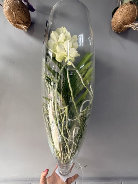 Орхідея Ванда, vanda
