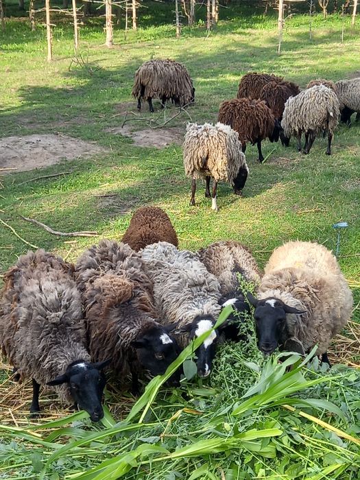 Овечки кітні красиві