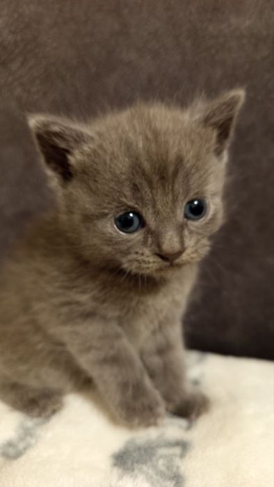 Кошенята помісь британки з місцевим