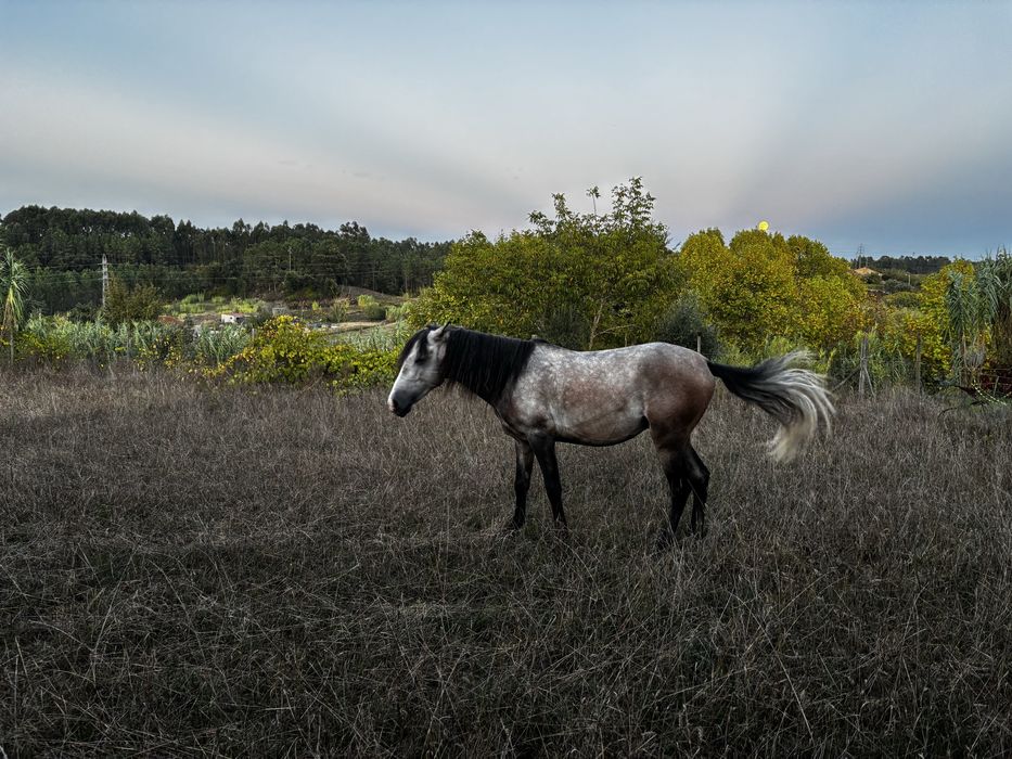 Poldro 3 anos de idade