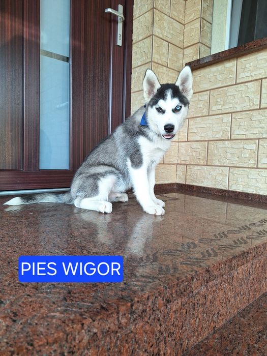 Husky Syberyjski