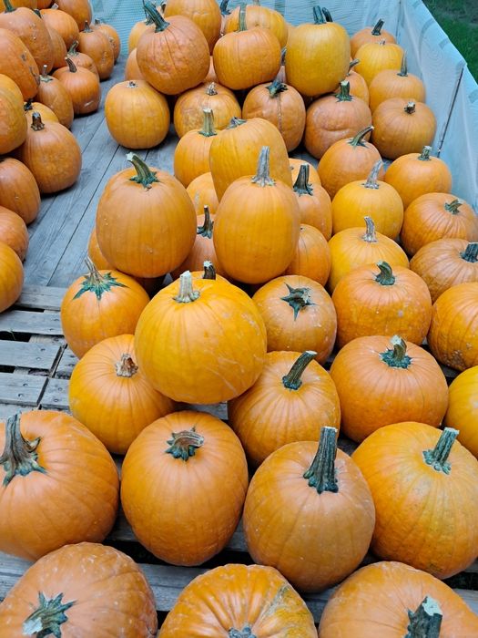 Dynia jadalna hallowen