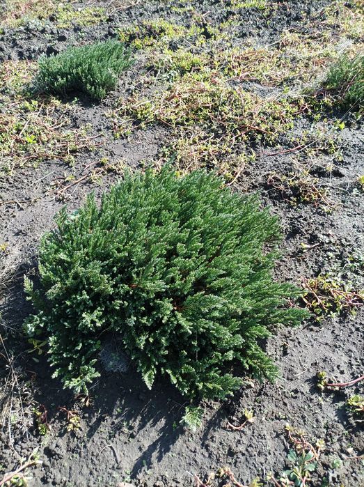 Продам озеленення та фруктові дерева та кущі.