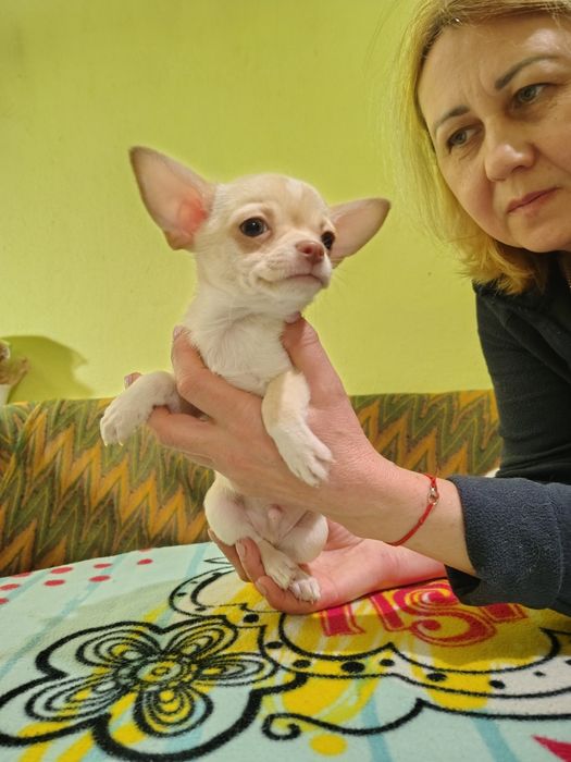 Харизматичні енерджайзери, хлопчики чихуахуа КСУ