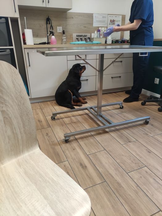 Rottweiler super mocna suczka z metryką Związku Kynologicznego