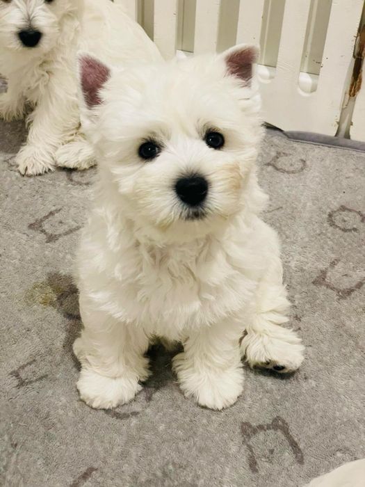 Вест хайленд вайт терʼєр