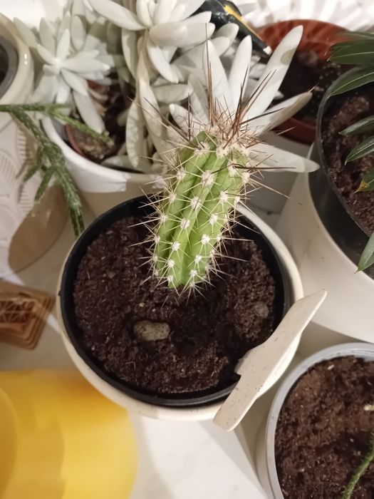 Dwie roślinki na wymianę