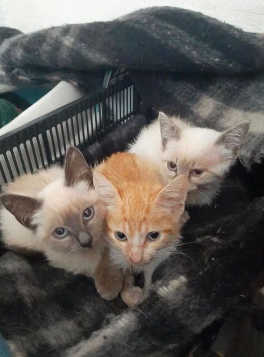 Gatinhos bebés para adoção responsável