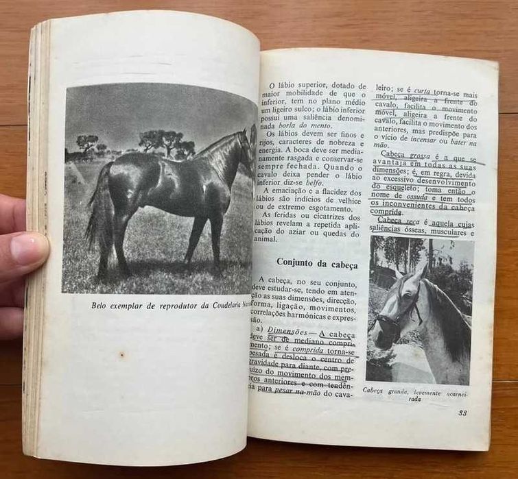 "O Exterior do Cavalo" de José Miranda do Vale