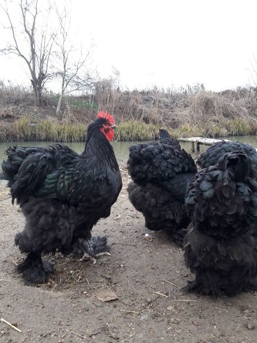 Кохінхін чорний.Інкубаційне яйце