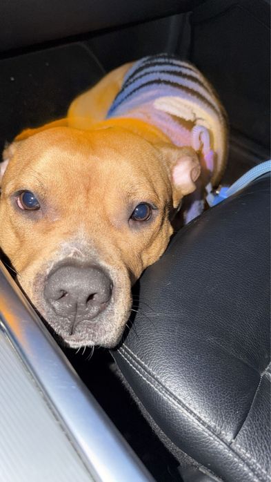 Adoçao responsavel , pitbull  staffordshire