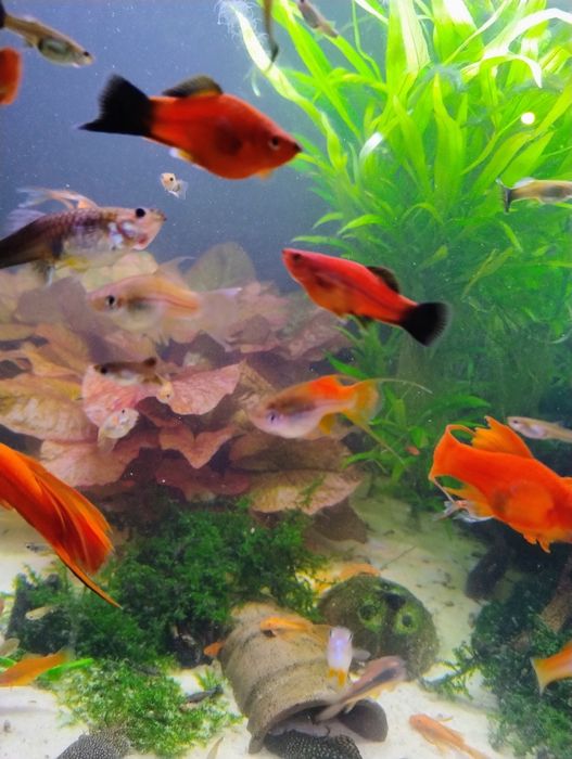 Mieczyki czerwone , zielone