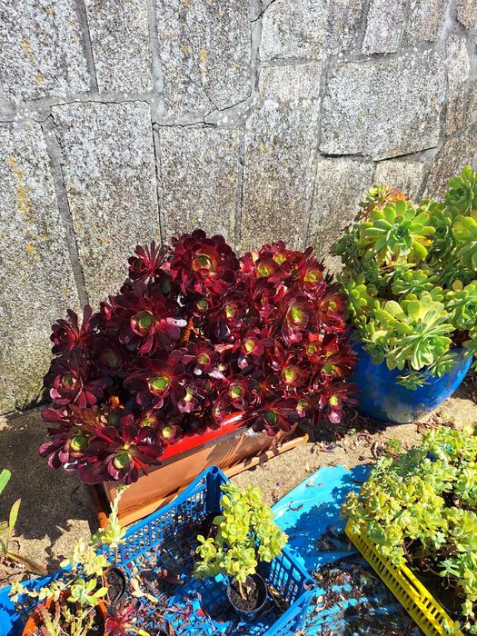 Vaso de Suculentas XL