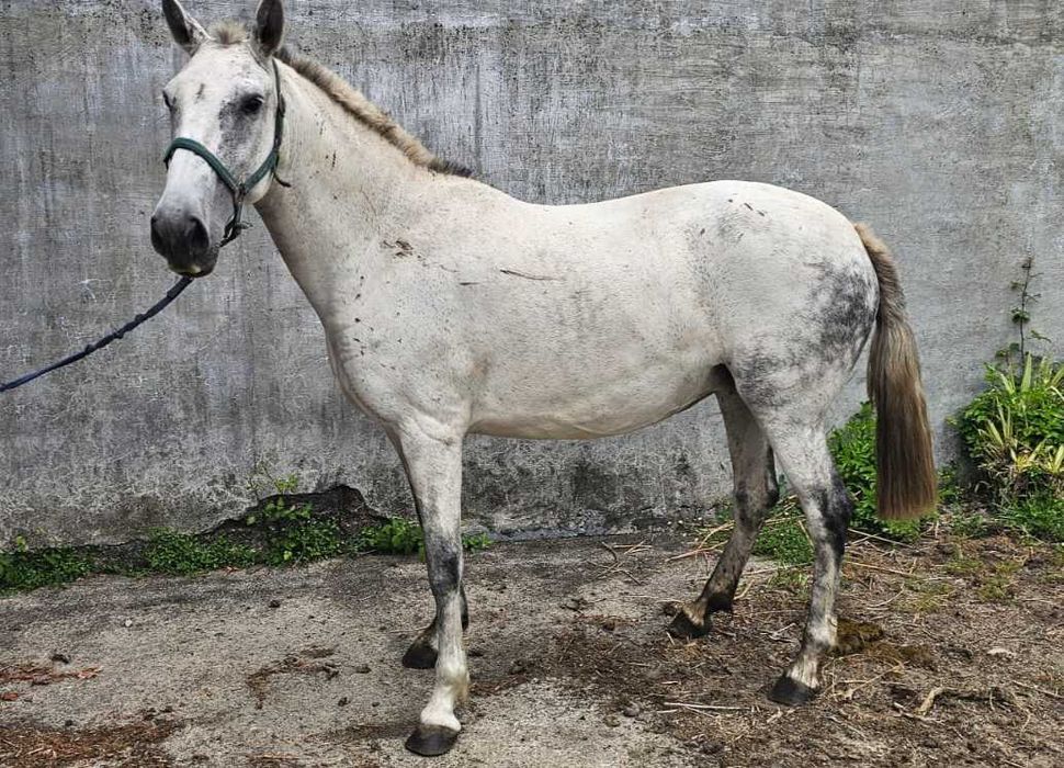 Egua lusitana  típica