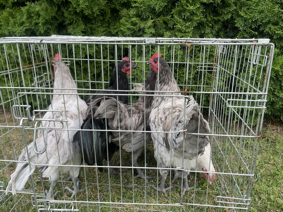 Australorp, australorpy 2026