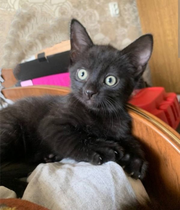 Чорниш хлопчик 2 міс шукає сім'ю