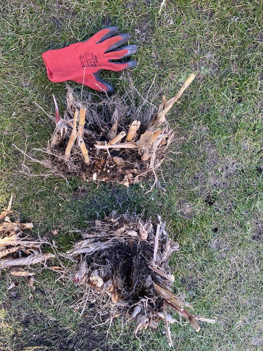 Miskant olbrzymi sadzonka