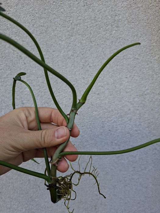 Philodendron Joepi