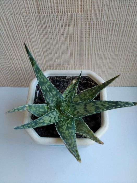 Алоэ гибридное алоэ Humilis алое хуміліс