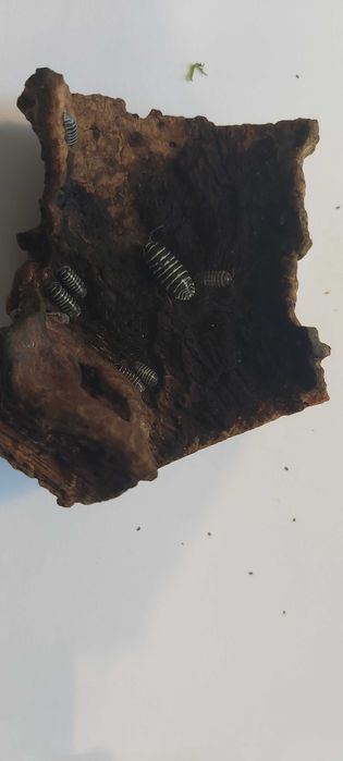 Isopody Armadillidium Maculatum