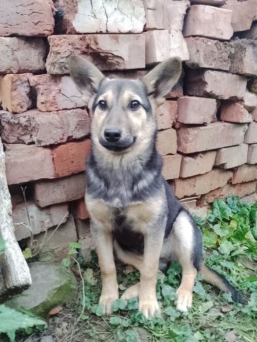 Собачка Песик цуценя