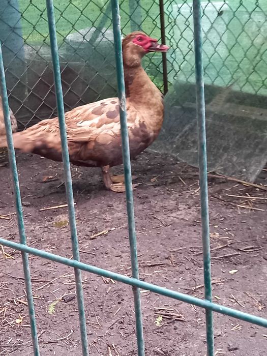Kaczory, kaczki jajka lęgowe