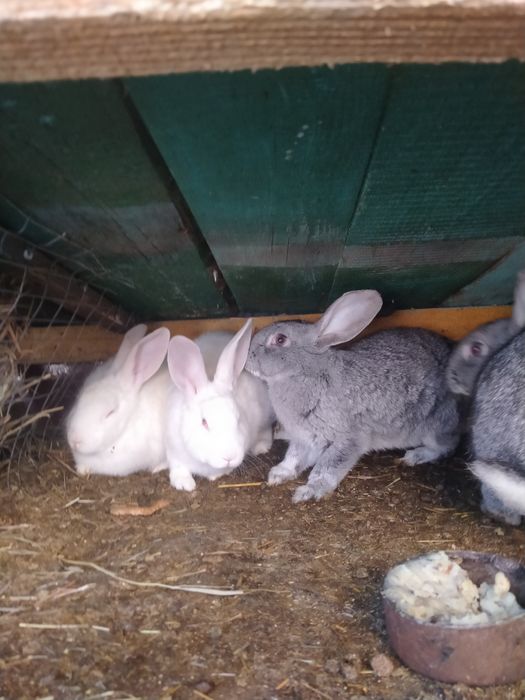 Кролики різного віку