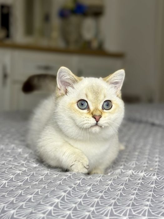 Мальчик манчкин золотой поинт