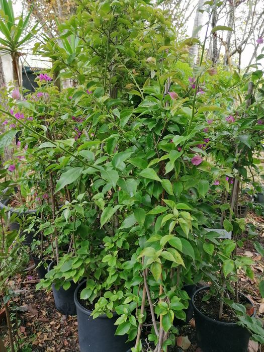 Buganvilias excelentes