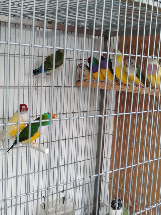 Vendo diamante gold