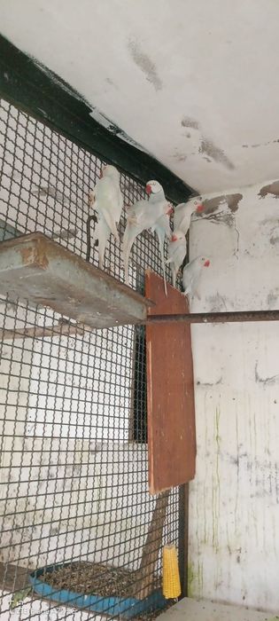 RingNecks de 2026