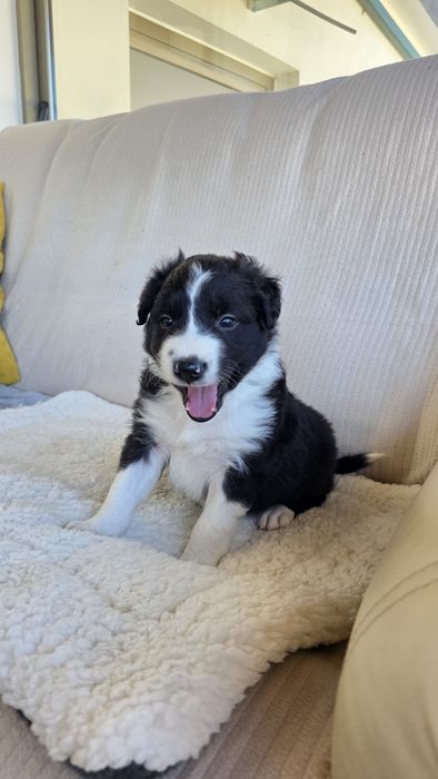 Border Collie Preto e Branco Macho