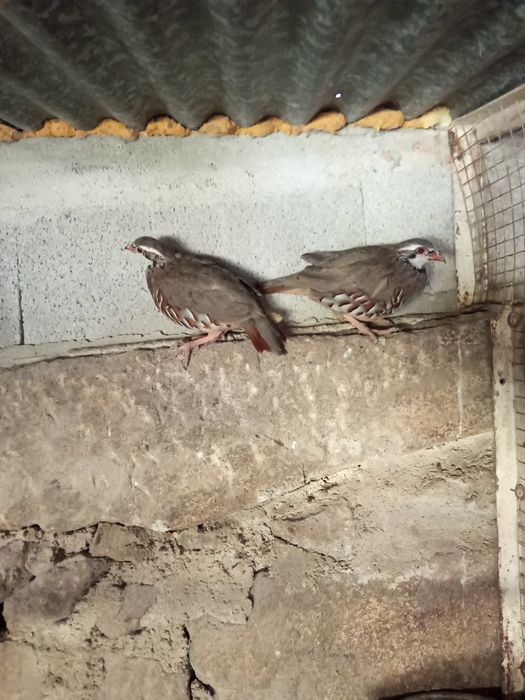 Vendo casal de perdiz 45 euros motivo desistência da espécie