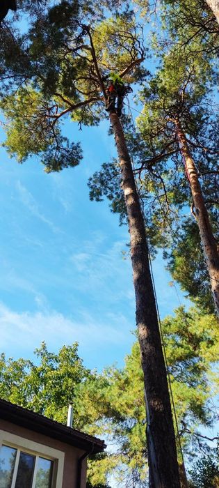 Видалення аварійних дерев будь-якої складності