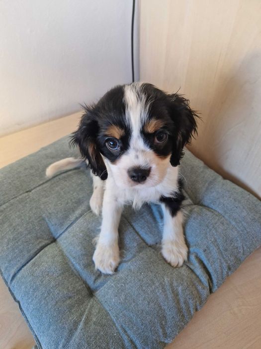 Cavalier King Charles Spaniel Piesek