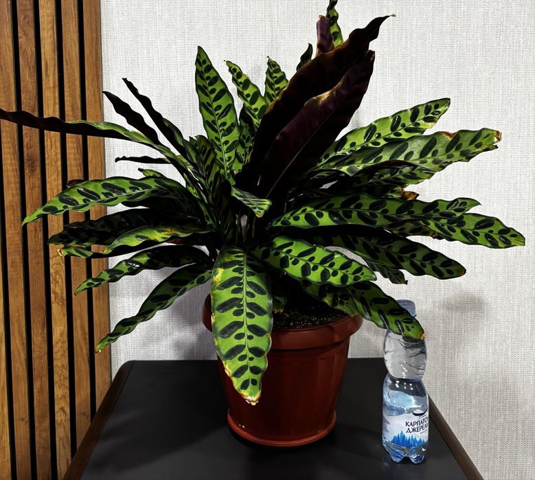 ланцифолія, пісень Індії