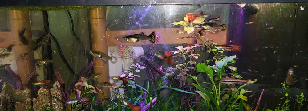 Peixes aquario vendo ou troco